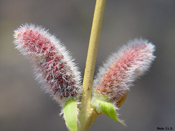 purple osier,basket willow,bitter willow